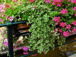 پلکترانتوس کولیوآیدز